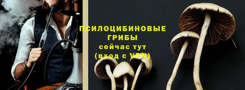 Галлюциногенные грибы Psilocybine cubensis  Чернушка 